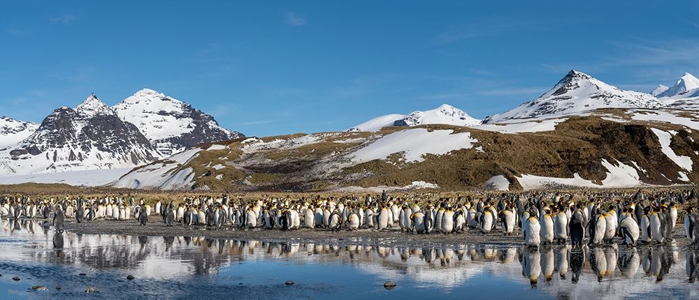 Antarctica-South Georgia Island-Salisbury Plain Panoramic of king penguins reflecting art print by Jaynes Gallery for $57.95 CAD